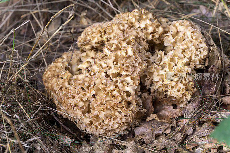 花椰菜蘑菇或克劳斯Glucke - Sparassis crispa in forest